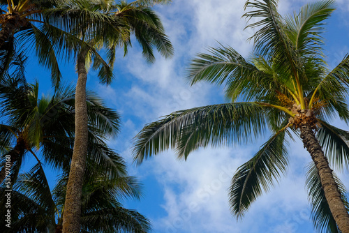 Wallpaper Mural Palm trees against blue sky Torontodigital.ca