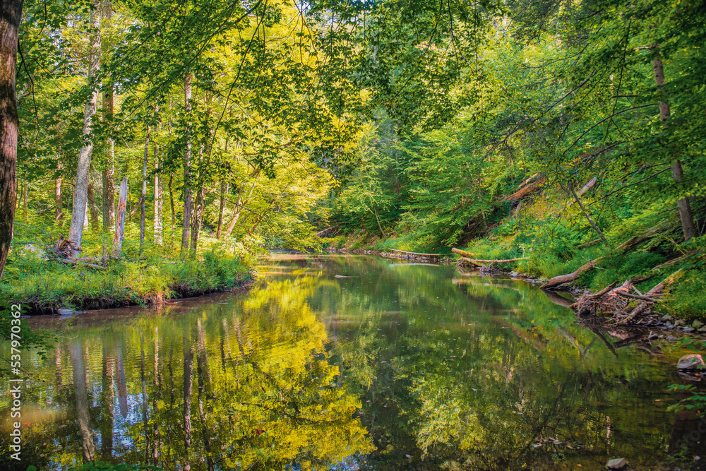 river in the woods