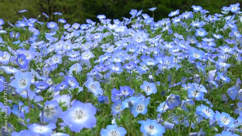 Closeup shot of Nemophila flower garden field in Japan. 4K photo