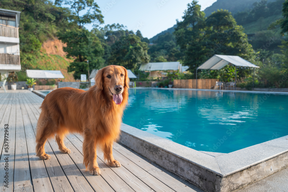 Golden Retriever standing by the pool Golden Retriever standing by the pool