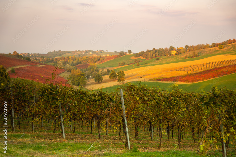Obraz premium Autumn landscape, red vineyards in Castelvetro di Modena, Italy