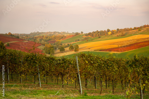 Autumn landscape, red vineyards in Castelvetro di Modena, Italy