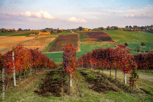 Autumn landscape, red vineyards in Castelvetro di Modena, Italy photo