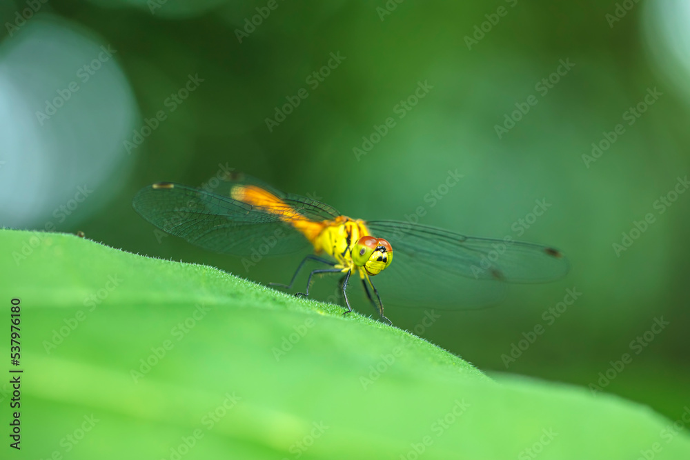 Dragonflies perching on leaves. Dragonflies perching on leaves.