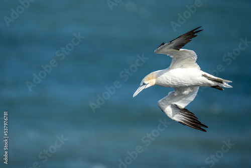 Northern Gannet flying above Bempton cliffs on the North Yorkshire coast in England © Acres