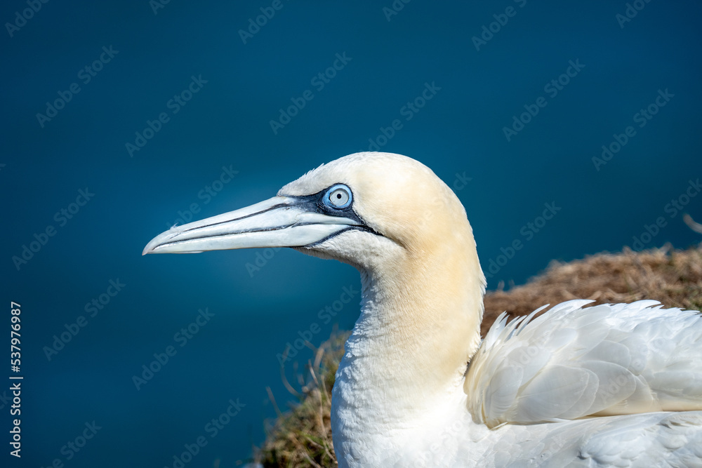 Northern Gannet nesting on Bempton cliffs on the North Yorkshire coast in England