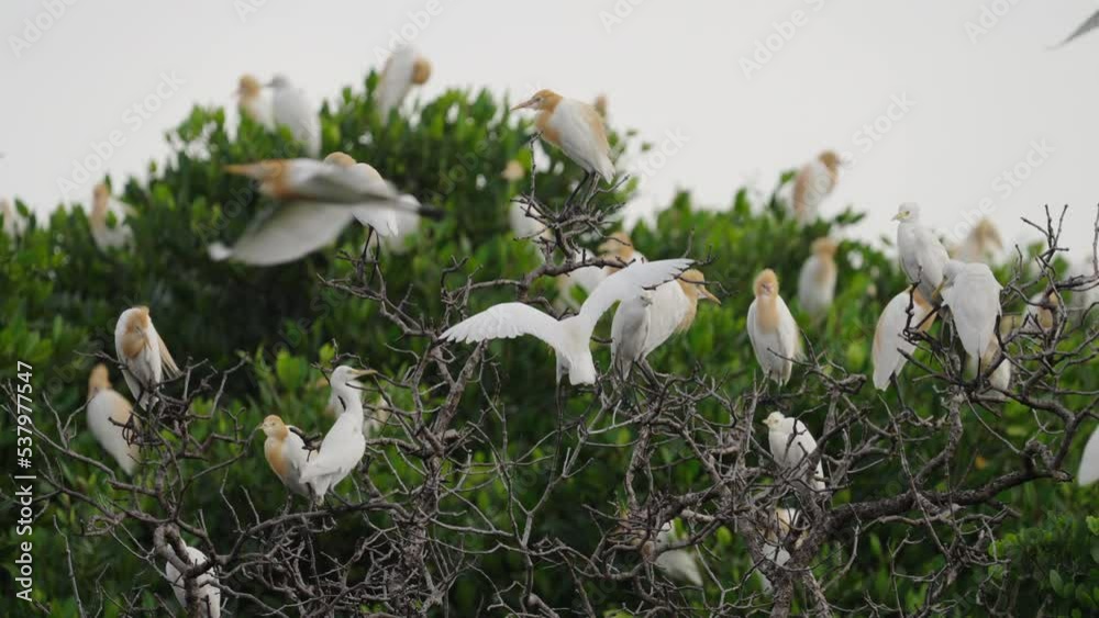Spectacular close up of cattle egret birds in flight and resting on top of magrove tree