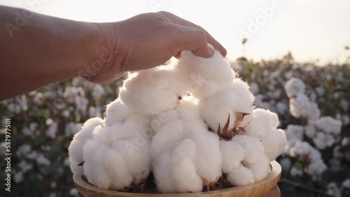 Close-up of a pile of cotton bolls against a cotton field as the camera pans over it. agricultural business