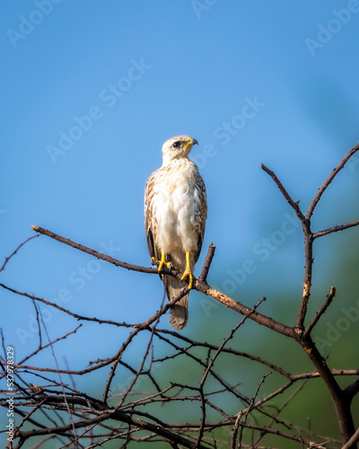 White eyed buzzard or Butastur teesa bird perched high on tree at jhalana forest or leopard reserve jaipur rajasthan india asia photo