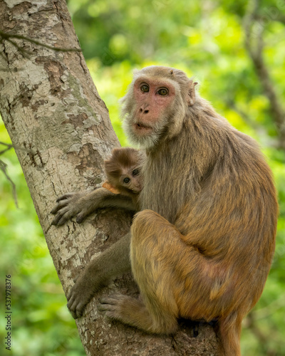 tender moment Mother loving her baby. Rhesus macaque or Macaca monkey mother and baby in cuddling moment or behavior resting on tree in natural green background in forest of central india asia