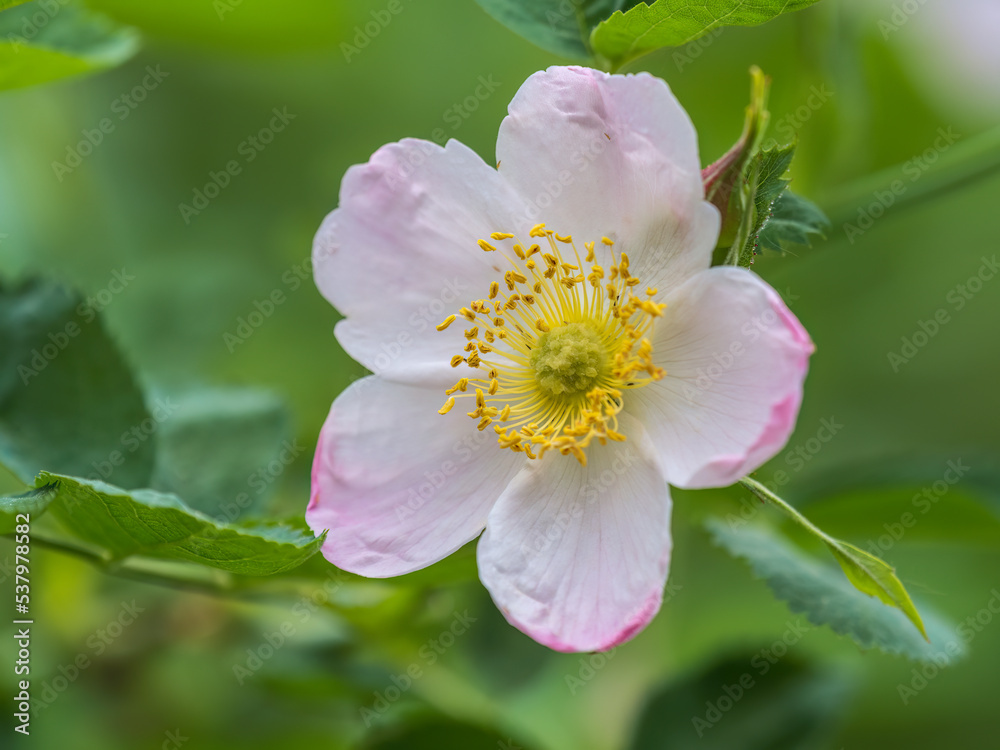 Flowering rosehip bush on a sunny summer day, close-up. Delicately white flowers on a branch of rose hips. Flowering rosehip bush on a sunny summer day, close-up. Delicately white flowers on a branch of rose hips.