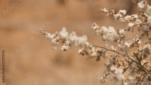 Closeup:  fluffy white flowers of Camphor Bush sway in breeze, shallow focus