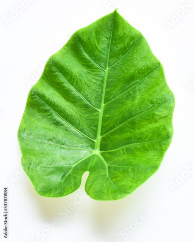 green leaf isolated on white