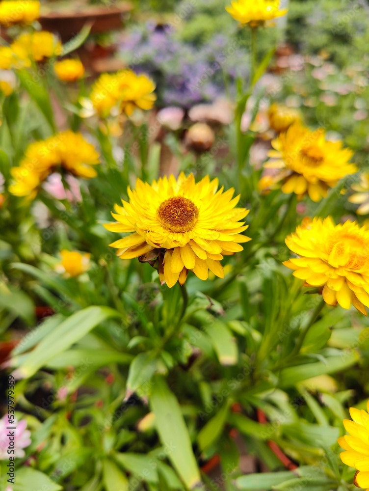 yellow flowers in the garden yellow flowers in the garden