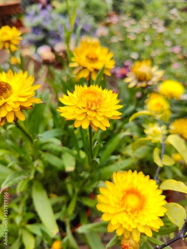 yellow flowers in the garden