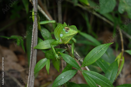 Frontal head view of a green lizard known as the Binomial name of Calotes Calotes