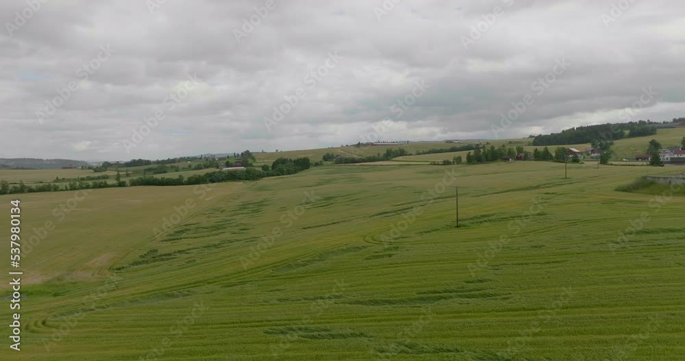 Verdant Landscape Of Wheat Field Near Countryside Village. Aerial Wide Shot
