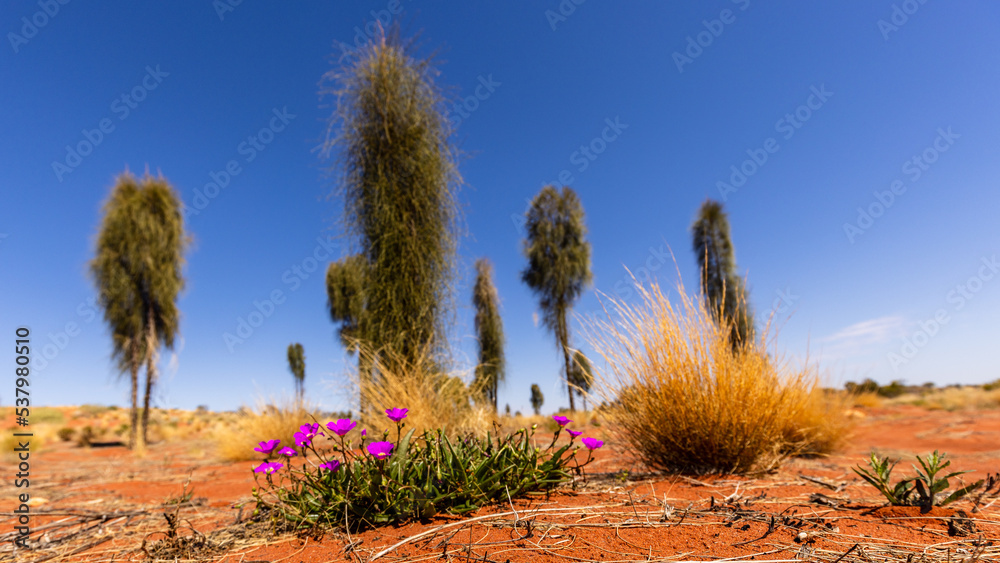 Αυτοκόλλητο typical Red Centre landscape, near Uluru, Australia
