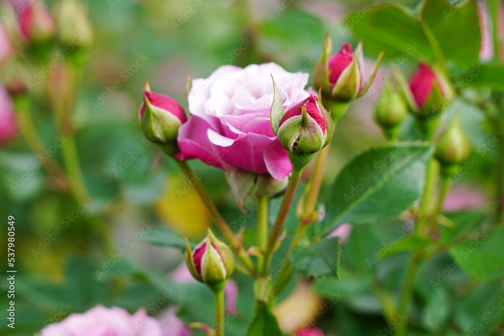 rose of pink and white color with a bud in the garden
