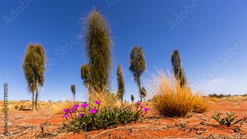 typical Red Centre landscape, near Uluru, Australia photo