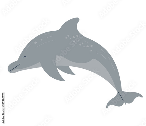 dolphin sealife animal