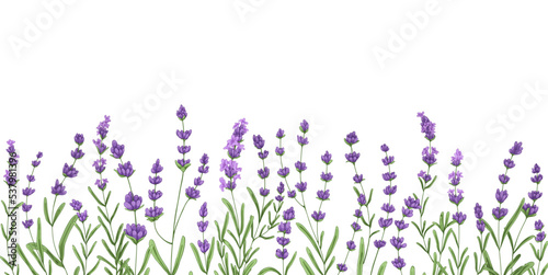 Wallpaper Mural Lavender flower border