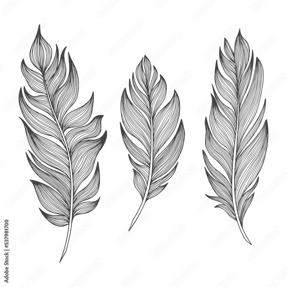 Fototapeta premium Png feathers collection. Hand drawn isolated on white background set. Vintage art illustration 