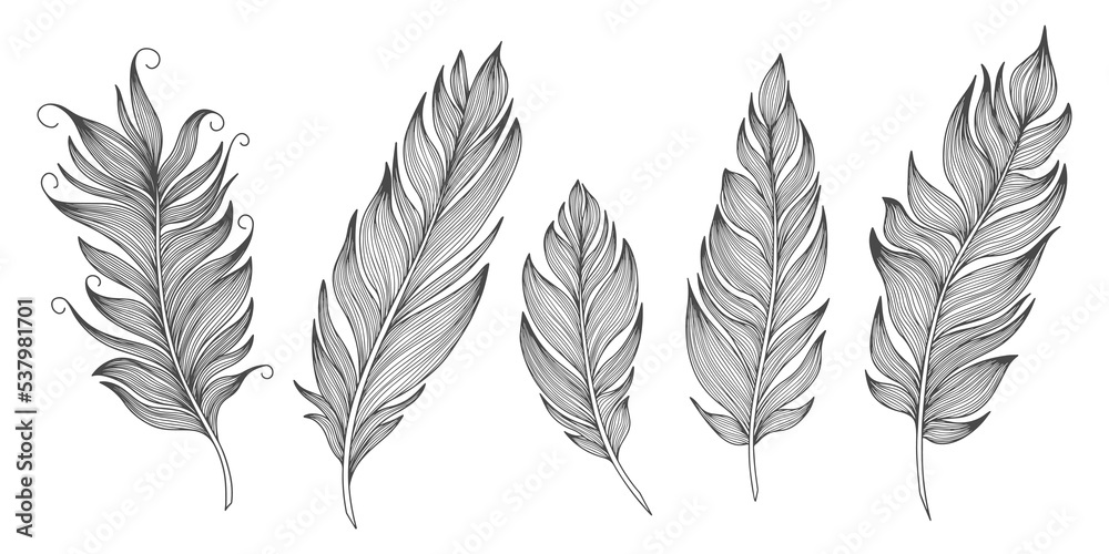Png feathers collection. Hand drawn isolated on white background  set. Vintage art illustration
