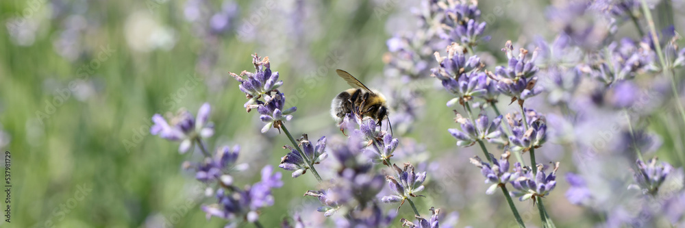 Beautiful lavender blossom in fields and bee on flower Beautiful lavender blossom in fields and bee on flower