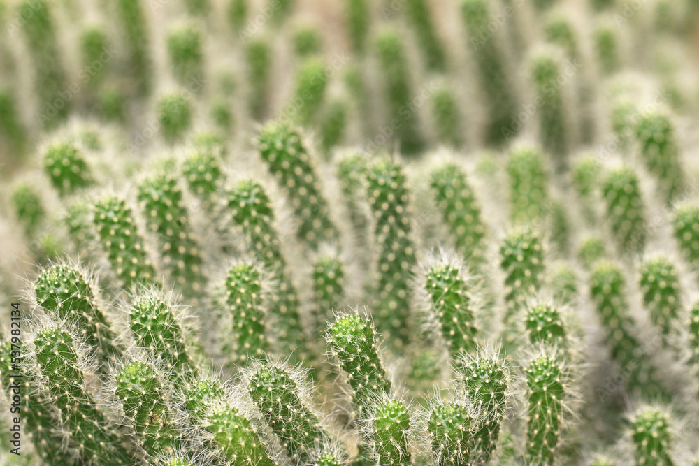 close-up of prickly Cactuses,many green cactuses with spines in the plantation close-up of prickly Cactuses,many green cactuses with spines in the plantation