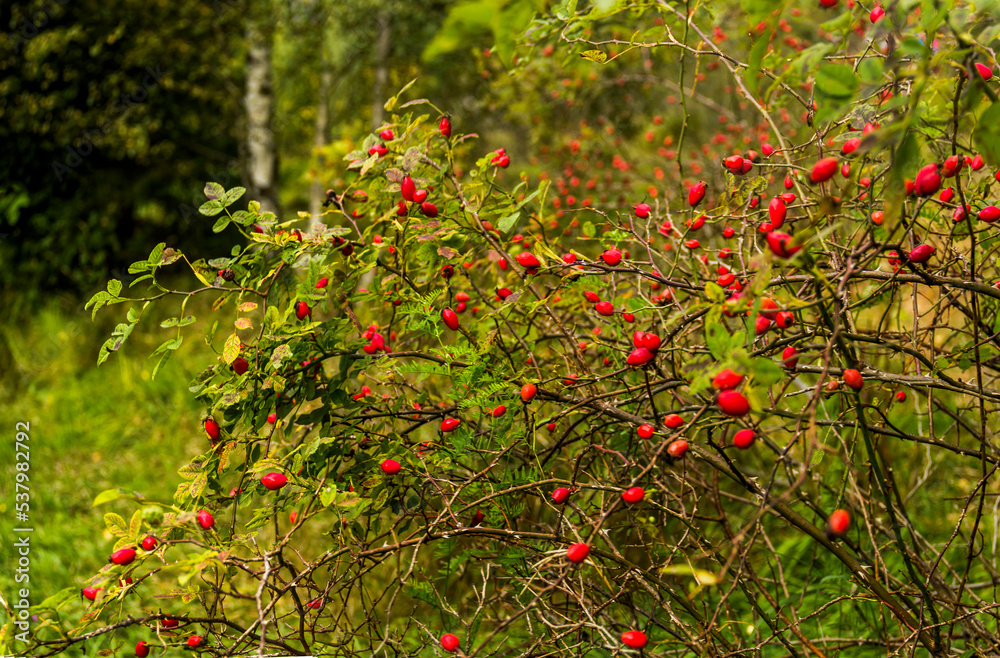 a rose hip bush in the forest