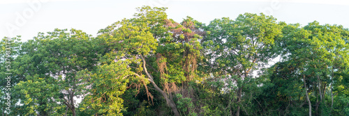 Nature frame deciduous tree top crown plant grow green leaves foliage blue sky cloud sun background