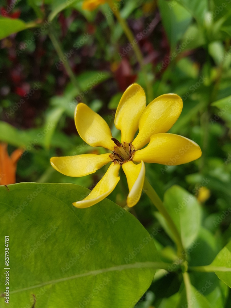 Fototapeta premium yellow frangipani flower