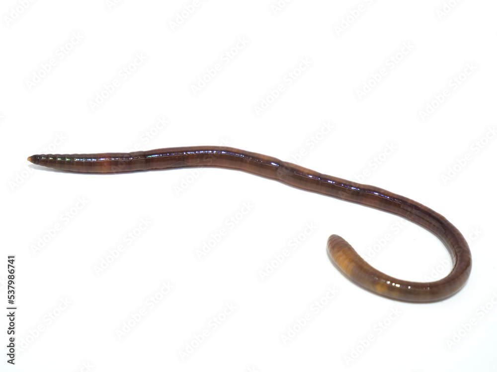 ミミズの全体図