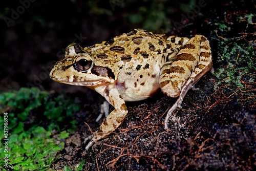 A clicking stream frog (Strongylopus grayii) in natural habitat, South Africa. photo