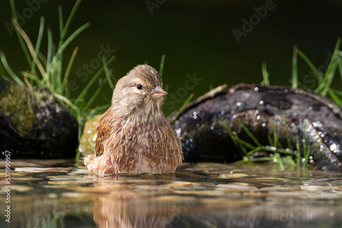 Linnet, Carduelis cannabina, female resting in the water of the bird watering hole. Moravia. Czechia. 