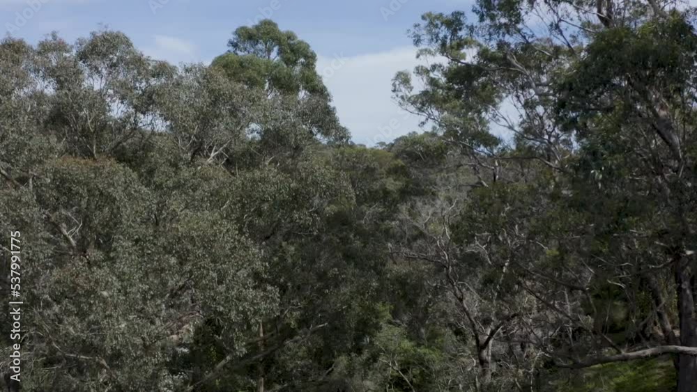 Total tracking shot through trees and grass in the Australian forest. Some buildings are seen, too. Total tracking shot through trees and grass in the Australian forest. Some buildings are seen, too.
