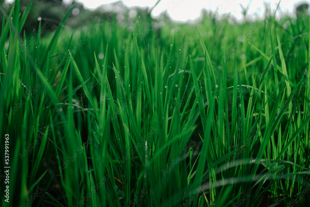 beauty of nature. beauty of nature.