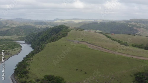 Aerial cows grazing on rolling green hills next to Ocean in Transkei South Africa photo