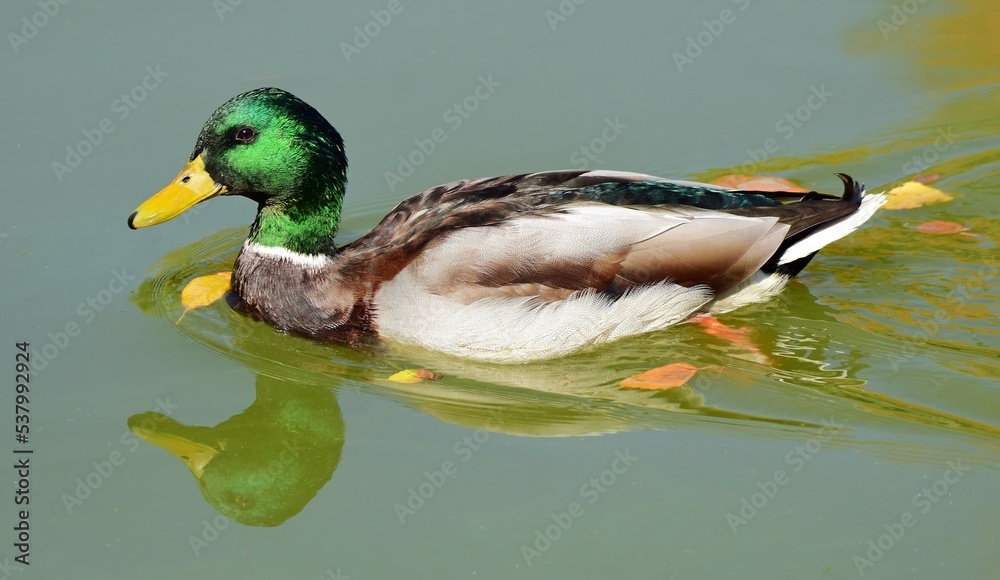 Fototapeta premium pretty mallard drake swimming in fall in sterne park in littleton, colorado