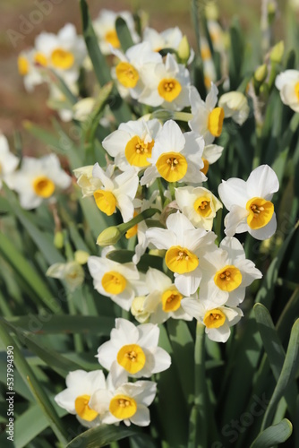 日本の冬の庭に咲く白い花びらと黄色い副花冠の花を持つフサザキスイセンの花