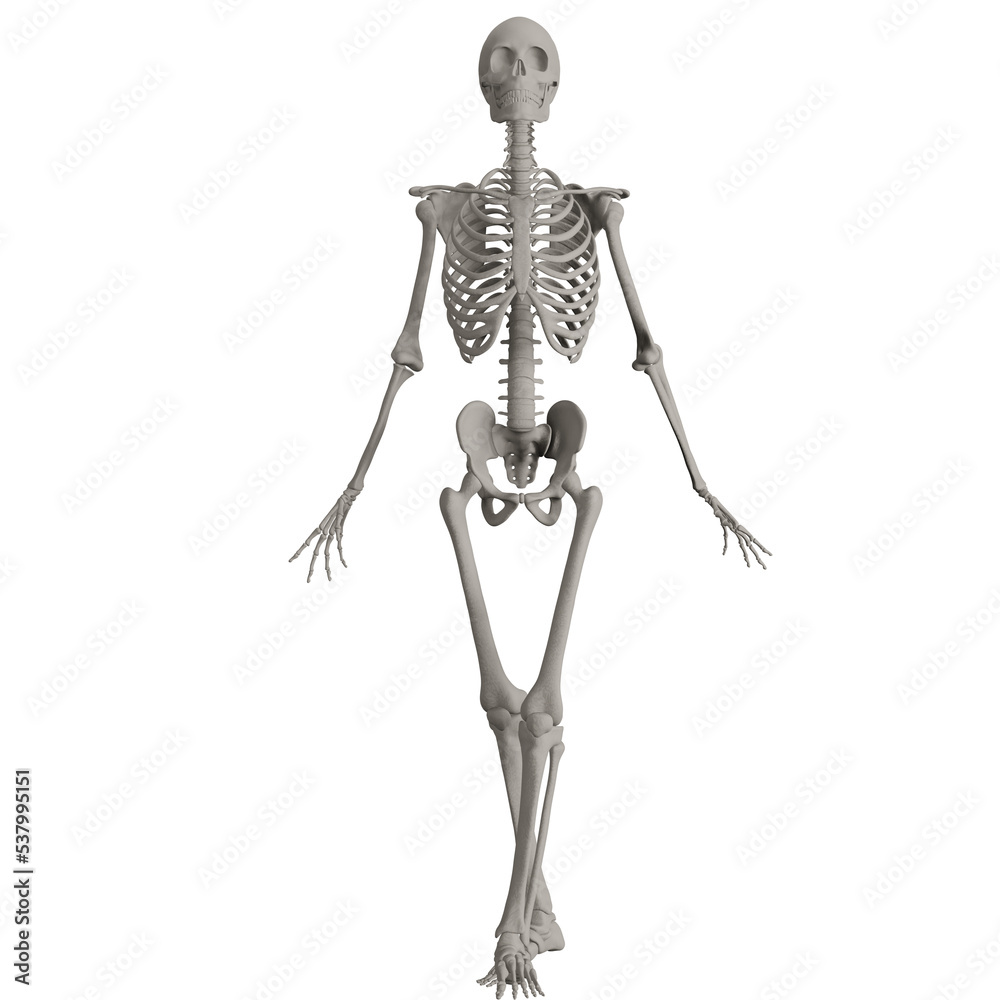 skeleton posing 3d render illustration skeleton posing 3d render illustration