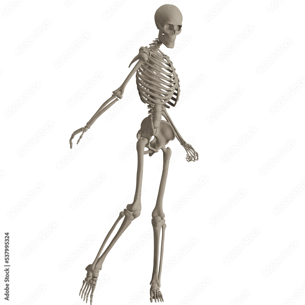 skeleton posing 3d render illustration skeleton posing 3d render illustration