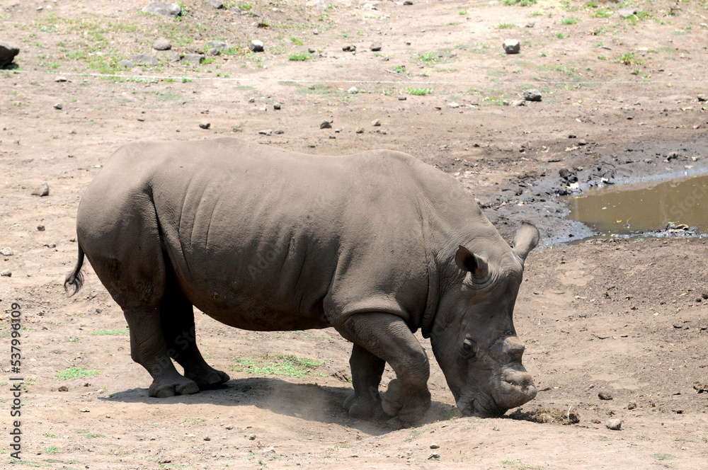 The common hippopotamus, Hippopotamus amphibius, or hippo, is a large, mostly herbivorous, semiaquatic mammal native to sub-Saharan Africa The common hippopotamus, Hippopotamus amphibius, or hippo, is a large, mostly herbivorous, semiaquatic mammal native to sub-Saharan Africa