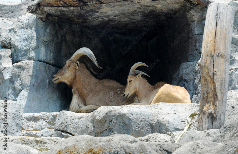 Mountain goats take shelter in caves, avoiding the heat of the sun Mountain goats take shelter in caves, avoiding the heat of the sun