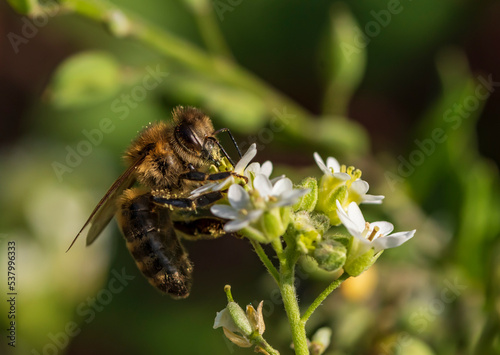 Eine Biene sucht Nektar in den weißen Blüten einer Blume © biggi62