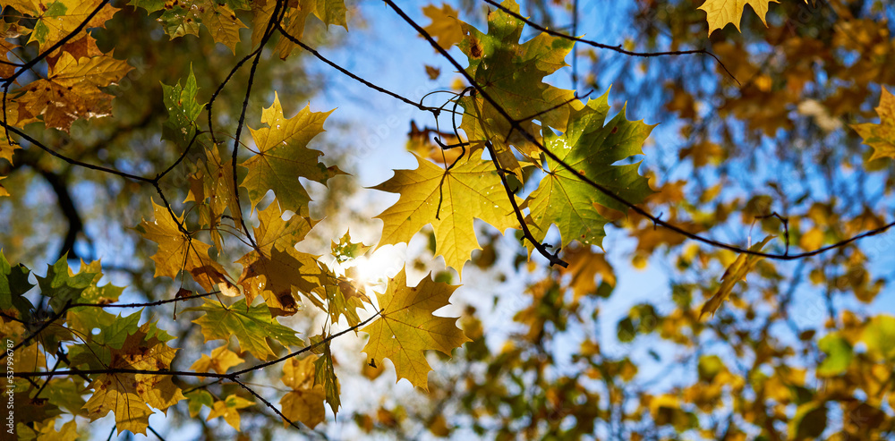 Golden autumn leaves on blue sky background. Golden autumn leaves on blue sky background.
