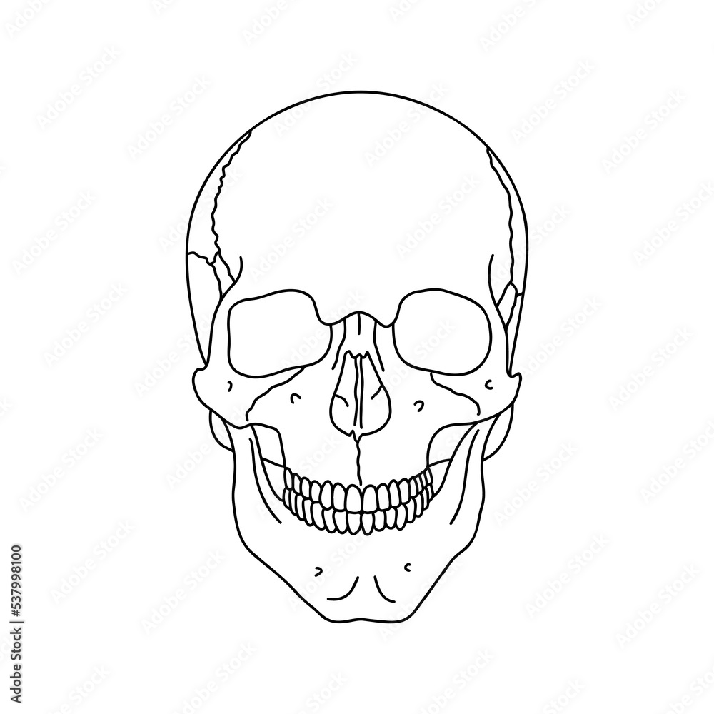 Fototapeta premium A human skull, drawn by lines on white background. Vector Stock illustration.