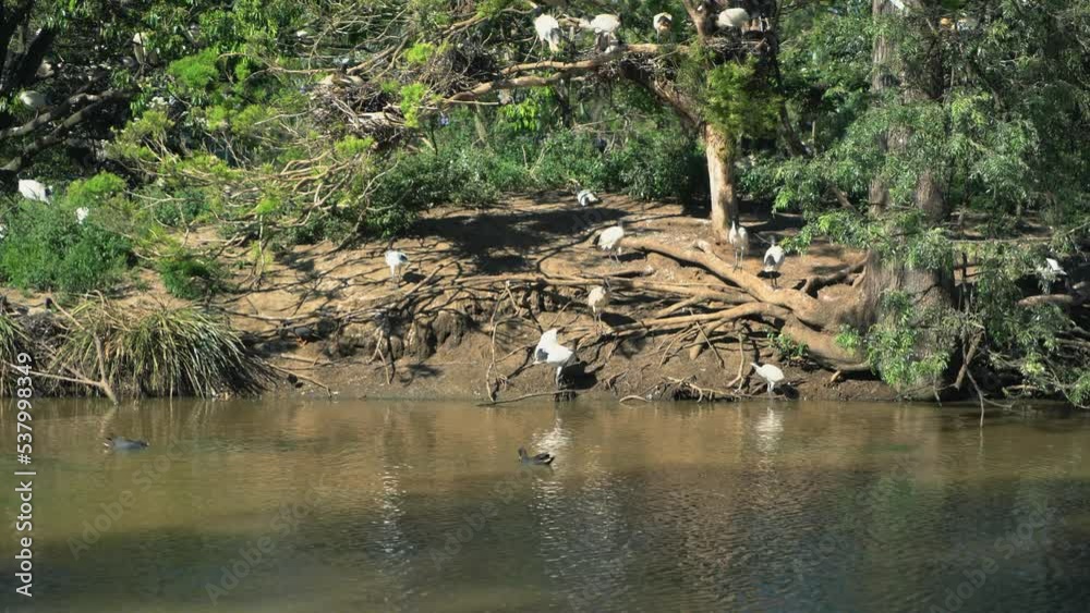 Large group of white ibis birds all together on an island nest in nature surrounding a lake Large group of white ibis birds all together on an island nest in nature surrounding a lake