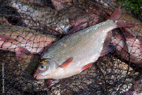 Single freshwater white bream or silver bream on keepnet with bronze breams or carp breams on green grass on natural background.. photo